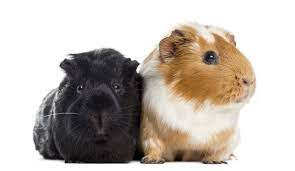 See more ideas about guniea pig, pig, guinea pigs. 72 Cute And Funny Guinea Pig Names Pethelpful