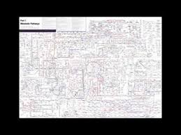 Metabolic Biochemical Pathways Roche Chart Youtube