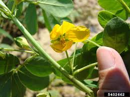 Image result for Senna obtusifolia