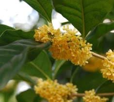 We did not find results for: Fudingzhu Fragrant Tea Olive Osmanthus New Life Nursery