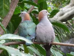 Birds Of The Air And Lilies Of The Field Love Doesn T Always Mean Seeing Eye To Eye Bird Life At The San Diego Zoo