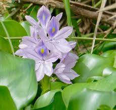 Image result for Pontederia crassipes