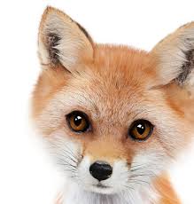 To top it off, call recording is completely free with absolutely no limits for incoming & outgoing calls. Kids Animals Rev Poster Veggenmin No