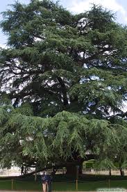 Search only for libanon zeder Libanon Zeder In Tours