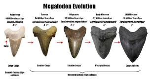 Shark Teeth Fossil Id The Fossil Forum