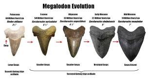 shark teeth fossil id the fossil forum