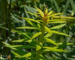 Image result for Adenocarpus mannii