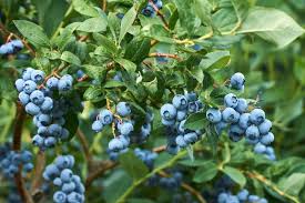✔ alles zu den heidelbeeren saisonmonaten! Heidelbeeren Vermehren Stecklinge Co Plantura