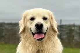 Dogs Trust Evesham: 7 dogs need loving forever homes