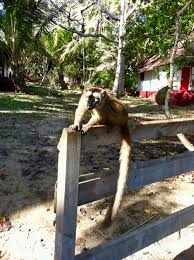 Maybe you would like to learn more about one of these? Le Jardin Maore Hotel In Mayotte Am Strand Heide Reist