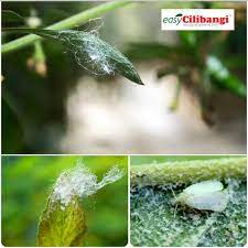 Rahsia pokok cili berbuah lebat cantas pucuk cili segmen jom berkebun episod 5 tv636. Cilibangi Kesan Serangan Serangga Putih Bawah Daun Cili Facebook