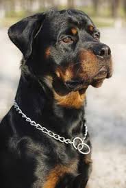 If you too are looking forward to getting a dog for yourself or for your family, here is a list of dog prices in india. 12 Rottweiler Puppies For Sale Ideas Rottweiler Dog Rottweiler Puppies Puppies