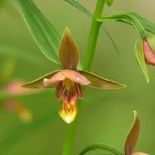 Epipactis gigantea serpentine night, a native of california, a selection has been made to obtain the foliage as dark as possible. Epipactis Serpentine Night Garden Orchid