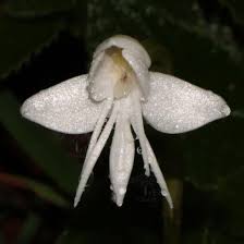 Image result for Habenaria cirrhata