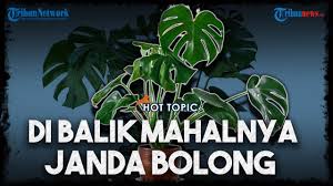 Hot Topic Di Balik Harga Tanaman Janda Bolong Atau Monstera Yang Melejit Hingga Puluhan Juta Rupiah Youtube