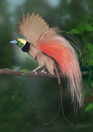 Emblem Papua New Guinea Bird Of Paradise Tufted Coquette Hummingbird Digital Painting Beautiful Birds Pet Birds Animals