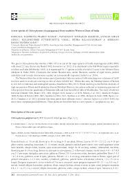 Image result for Chlorophytum zingiberastrum