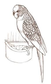 Budgie By Slayersyrena Jpg 428 700 Hayvan Eskizleri Kus Sanat Cizim Egitimleri
