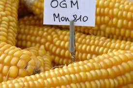 This page is about the various possible meanings of the acronym, abbreviation, shorthand or slang term: L Italia Ha Scelto Niente Cibi Ogm La Repubblica