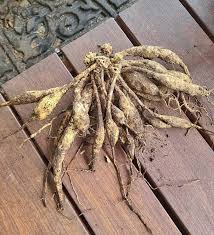 Store the potatoes in a root cellar. Where To Buy Dahlias Tubers
