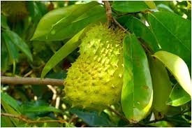 It is native to the tropical regions of the americas and the caribbean and is widely propagated. Growing Soursop What To Keep In Mind Tko Farms