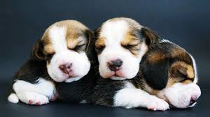 Watch Beagle Puppy Howls Grow Into Big Baroos In Adorable Videos The Dog People By Rover Com