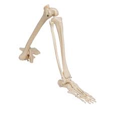 Did you know that your heart beats roughly 100,000 times every day, moving five to six quarts of blood through your body every minute? Human Leg Skeleton Model With Hip Bone 3b Smart Anatomy 1019366 3b Scientific A36 Leg And Foot Skeleton Models Human Bone Model Lower Extremities Leg