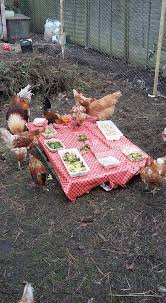 Christmas Dinner For Ex Battery Hens England Komik