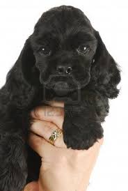 All Black American Cocker Spaniel Cute Puppy Hand Holding Black American Cocker Spaniel Puppy Cocker Spaniel Puppies American Cocker Spaniel Spaniel Puppies