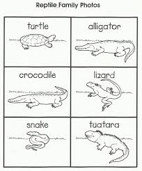 Lizards1 Jpg 664 800 Pixels Reptiles Preschool Pre K Lesson Plans Reptiles