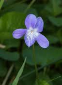 Image result for Landolphia violacea