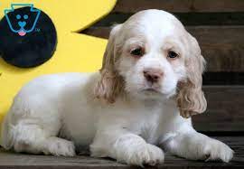 Joel and yula smith are small scale breeders in the southern smokey mountains focussing on top quality cocker spaniels. Cooper Cocker Spaniel Puppy For Sale Keystone Puppies