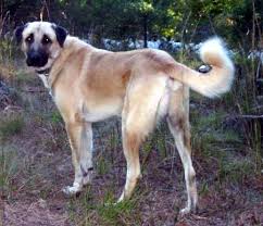 Anatolian Shepherd Anatolian Shepherd Dog Anatolian Shepherd Dog Breeds