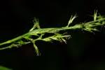 Image result for Carex echinochloe