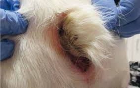 If you happened here by chance then you will be surprised to learn what it is many pet. Surgical Management Of Screw Tail In Dogs Companion Animal