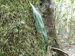 Image result for Lepisorus schraderi