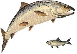 Alewives The Trouble They Cause And The Salmon That Love Them Great Lakes Echo