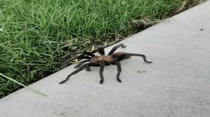 I had no idea there were so many brachypelmas. Is There A Rise In Tarantula Sightings In San Antonio