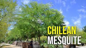 Chilean Mesquite Youtube