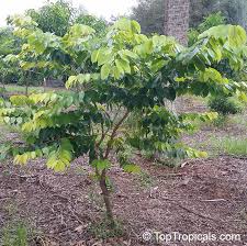 Image result for Hymenaea courbaril