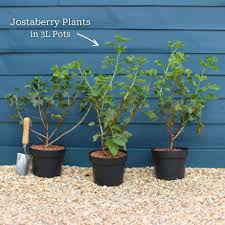 Image result for jostaberry