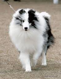 Can You Guys Tell Me All You Know About Shetland Sheepdog Shelties Sheep Dog Puppy Shetland Sheepdog Shetland Sheepdog Puppies