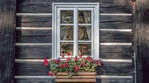 Pay less pest control has been serving the salt lake city area to keep it pest free. Pest Control The Annoying Box Elder Bug Western Garden Centers