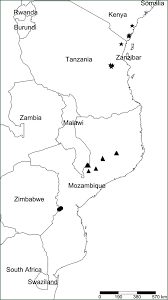 Image result for Danthoniopsis chimanimaniensis