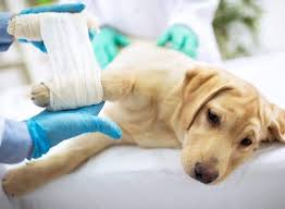 I consider myself fortunate that his profession and passion coincide. Kumaran Medical Agencies Vet Hospital Indiancattle