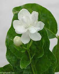 Pin On Wishing For A Green Thumb