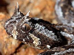 Pin By David White On Pit Viper Heads Adder Snake Viper Snake Beautiful Snakes