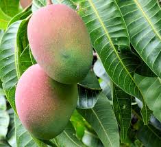 Image result for Mangifera
