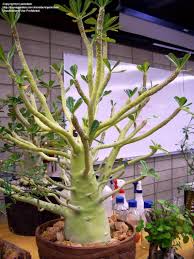 Image result for Dorstenia dinklagei