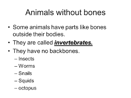 Les animaux sans os c'est trop cool. Life Science Unit A Chapter 2 Animals Animals With Bones Scientists Group Animals By Body Parts Some Animals Have Bones Inside Their Bodies Vertebratesthey Ppt Download